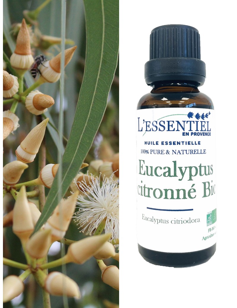 Huile essentielle d'eucalyptus citronné : vertus et bienfaits