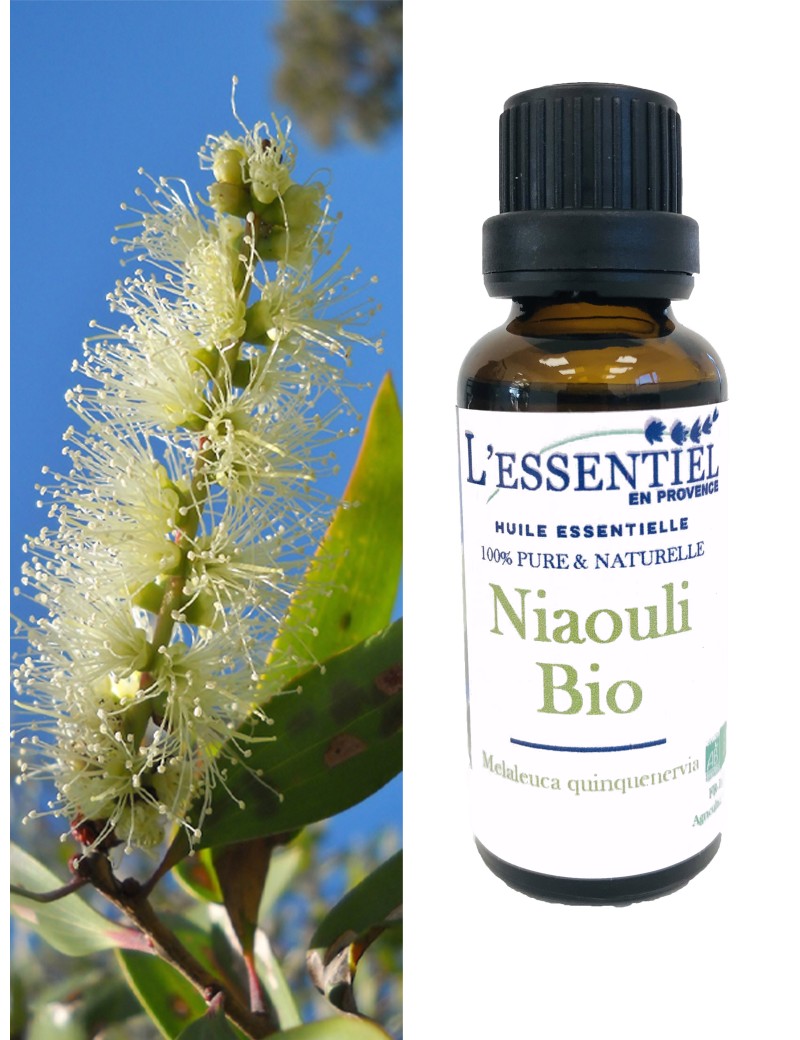 Huile Essentielle de Niaouli BIO, Aromathérapie